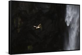 Faroes, Vagar, Gasadalur, puffin, Fratercula arctica, waterfall-olbor-Framed Stretched Canvas