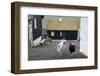 Faroes, Vagar, Gasaldur, chickens with typical wooden house-olbor-Framed Photographic Print