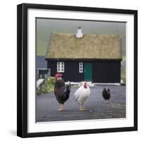 Faroes, Vagar, Gasaldur, chickens with typical wooden house-olbor-Framed Photographic Print