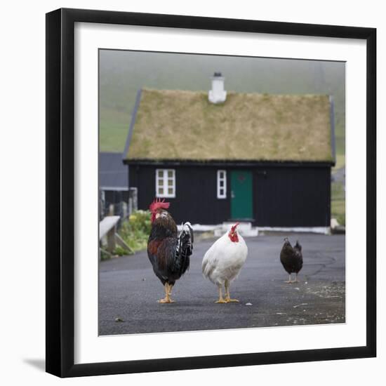 Faroes, Vagar, Gasaldur, chickens with typical wooden house-olbor-Framed Photographic Print