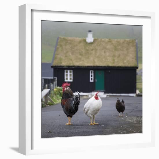 Faroes, Vagar, Gasaldur, chickens with typical wooden house-olbor-Framed Photographic Print