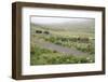 Faroes, way, agriculture-olbor-Framed Photographic Print