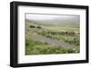 Faroes, way, agriculture-olbor-Framed Photographic Print