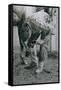 Farrier, Saratoga, 1998-Max Ferguson-Framed Stretched Canvas