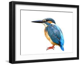 Fascinated Blue Bird, Common Kingfisher (Alcedo Atthis) with Fine Feathers Details from Head to Red-Super Prin-Framed Photographic Print