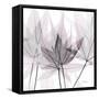 Fascinating Bouquet-Albert Koetsier-Framed Stretched Canvas