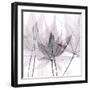 Fascinating Bouquet-Albert Koetsier-Framed Photographic Print