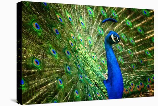 Fascinating Peacock-Smileus-Stretched Canvas