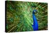 Fascinating Peacock-Smileus-Stretched Canvas