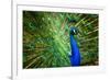 Fascinating Peacock-Smileus-Framed Photographic Print