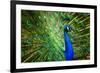 Fascinating Peacock-Smileus-Framed Photographic Print