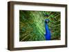 Fascinating Peacock-Smileus-Framed Photographic Print