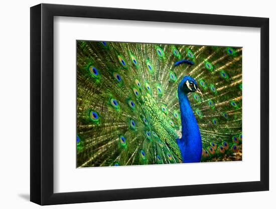 Fascinating Peacock-Smileus-Framed Photographic Print