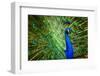 Fascinating Peacock-Smileus-Framed Photographic Print