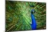 Fascinating Peacock-Smileus-Mounted Photographic Print