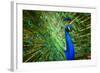 Fascinating Peacock-Smileus-Framed Photographic Print