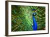 Fascinating Peacock-Smileus-Framed Photographic Print