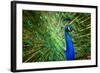 Fascinating Peacock-Smileus-Framed Photographic Print