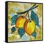 Fashion Fruit II-Nicholas Biscardi-Framed Stretched Canvas