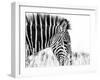 Fashionable black and white-Silvia Dinca-Framed Photographic Print