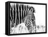 Fashionable black and white-Silvia Dinca-Framed Stretched Canvas