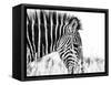 Fashionable black and white-Silvia Dinca-Framed Stretched Canvas