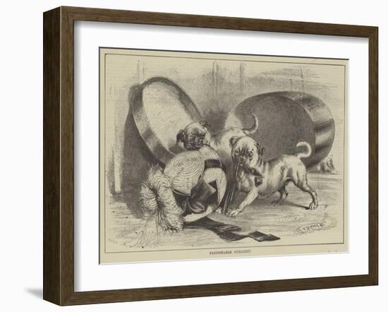 Fashionable Curiosity-null-Framed Giclee Print