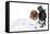 Fashionable Dachshund Dog Wedding-Jagodka-Framed Stretched Canvas