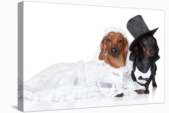 Fashionable Dachshund Dog Wedding-Jagodka-Stretched Canvas