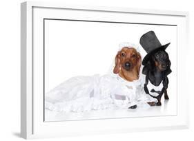 Fashionable Dachshund Dog Wedding-Jagodka-Framed Photographic Print