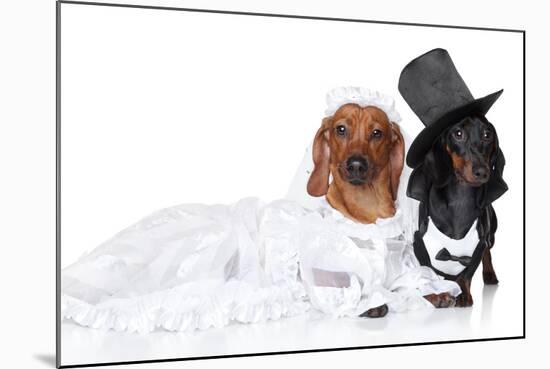 Fashionable Dachshund Dog Wedding-Jagodka-Mounted Photographic Print