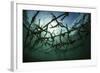 Fast-Growing Corals Being Grown in the Caribbean Sea-Stocktrek Images-Framed Photographic Print