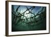 Fast-Growing Corals Being Grown in the Caribbean Sea-Stocktrek Images-Framed Photographic Print