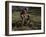 Fast Moving Mountain Biker, Mt. Bike-Michael Brown-Framed Photographic Print