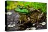Fat Bull Frog Lords over Connecticut Water-Daniel Gambino-Stretched Canvas