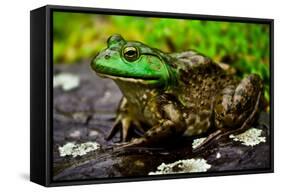 Fat Bull Frog Lords over Connecticut Water-Daniel Gambino-Framed Stretched Canvas