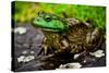 Fat Bull Frog Lords over Connecticut Water-Daniel Gambino-Stretched Canvas