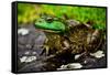 Fat Bull Frog Lords over Connecticut Water-Daniel Gambino-Framed Stretched Canvas