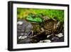 Fat Bull Frog Lords over Connecticut Water-Daniel Gambino-Framed Photographic Print