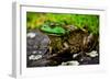 Fat Bull Frog Lords over Connecticut Water-Daniel Gambino-Framed Photographic Print