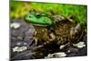 Fat Bull Frog Lords over Connecticut Water-Daniel Gambino-Mounted Photographic Print