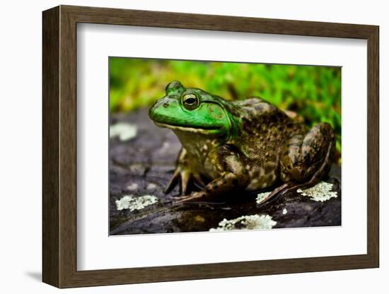 Fat Bull Frog Lords over Connecticut Water-Daniel Gambino-Framed Photographic Print