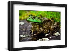 Fat Bull Frog Lords over Connecticut Water-Daniel Gambino-Framed Photographic Print