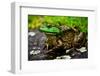 Fat Bull Frog Lords over Connecticut Water-Daniel Gambino-Framed Photographic Print