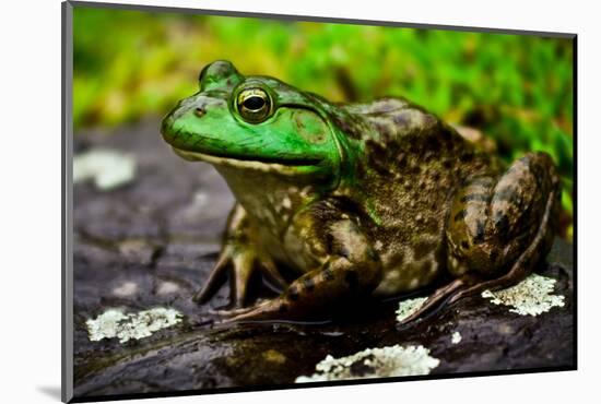 Fat Bull Frog Lords over Connecticut Water-Daniel Gambino-Mounted Photographic Print