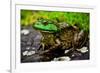 Fat Bull Frog Lords over Connecticut Water-Daniel Gambino-Framed Photographic Print