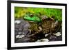 Fat Bull Frog Lords over Connecticut Water-Daniel Gambino-Framed Photographic Print