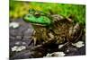 Fat Bull Frog Lords over Connecticut Water-Daniel Gambino-Mounted Photographic Print