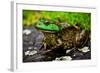 Fat Bull Frog Lords over Connecticut Water-Daniel Gambino-Framed Photographic Print