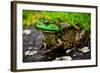 Fat Bull Frog Lords over Connecticut Water-Daniel Gambino-Framed Photographic Print